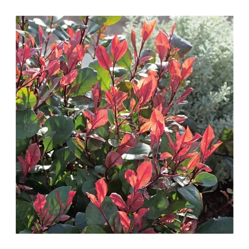 Photinia Nana Little Robin - pot 5 L