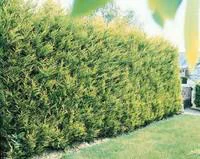 Cupressocyparis Leylandii Castelwellan Gold 150/175 cm en pot de 15 L