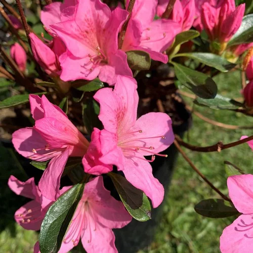 Azalée Japonaise variée (Azalea Japonica). Le pot de 5 litres