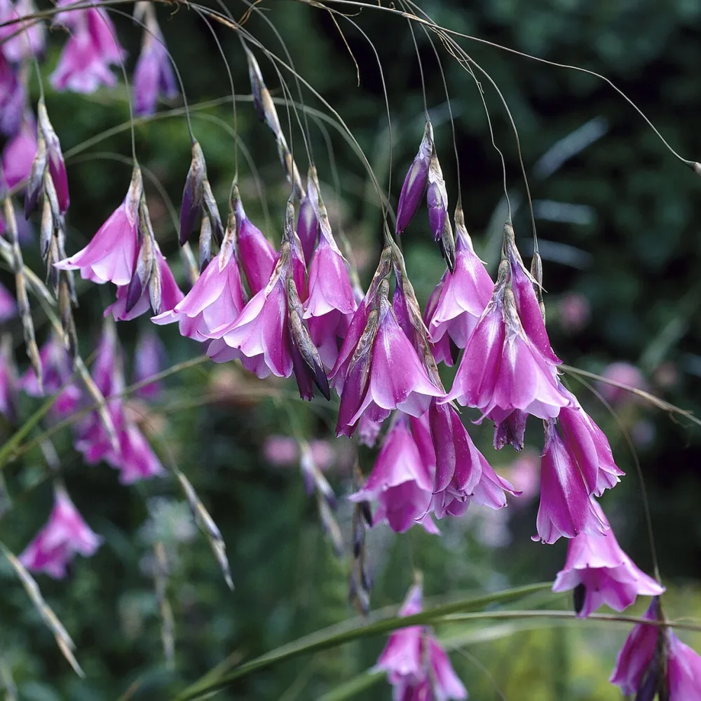 Canne à pêche des anges magnifique Dierama pulcherrimum