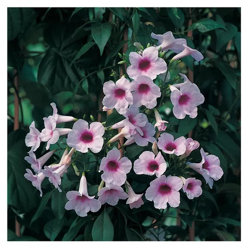 PANDOREA JASMINOIDES. Le pot de 3 litres