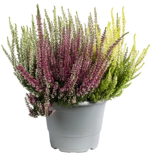 Callune naturelle ou fausse bruyère. Le pot de 2,5 litres