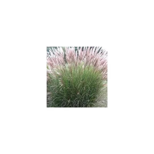 Miscanthus Sinensiscute One - Le pot de 4 litres
