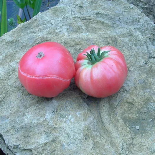 Tomate Géante d'Orembourg | Graines biologiques et reproductibles