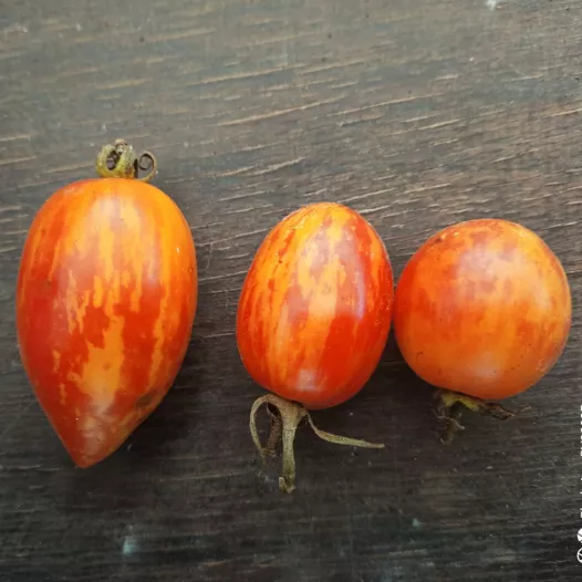 Tomate cerise Bonbon de Gembloux