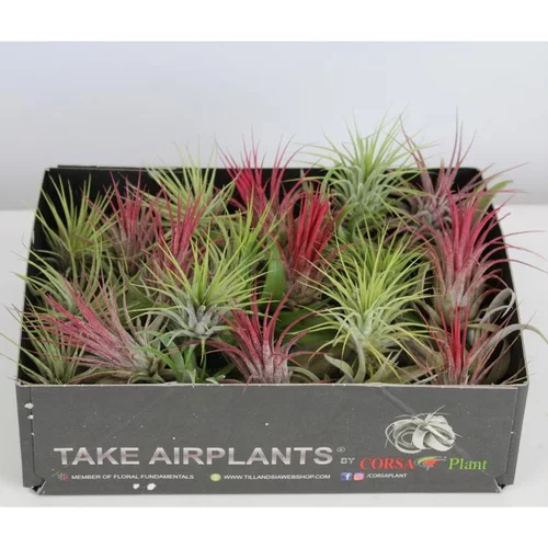 Tillandsia mix vert 4 cm