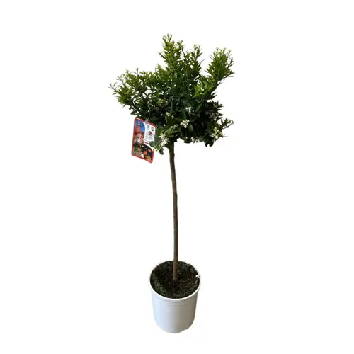 Mandarinier chinois zéro résidus. Le pot de 9 litres, forme 1/2 tige