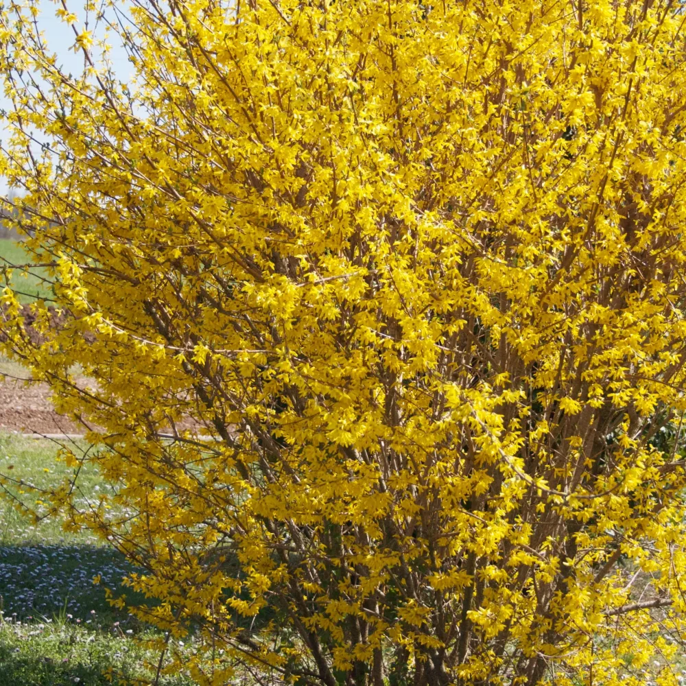 Forsythia Marée d'Or ® Forsythia Marée d'Or ®
