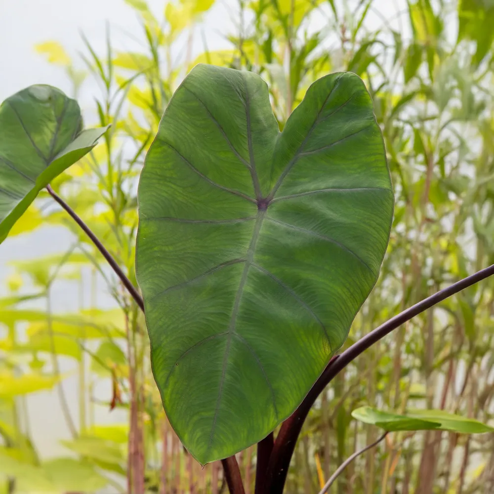 Colocasia Metallica - Oreille d'éléphant Colocasia Metallica