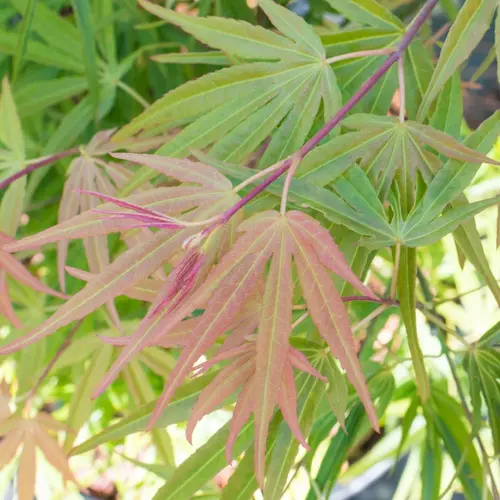 Erable du Japon (Acer Palmatum) Scolopendrifolium. Le pot de 80 litres
