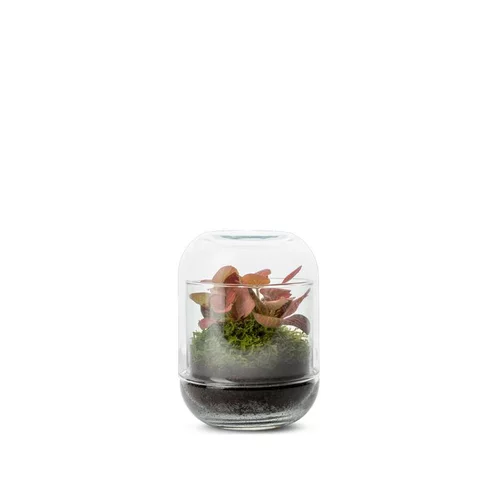 Terrarium capsule fitto coloris vert Bulle de Nature - Ø 8 cm