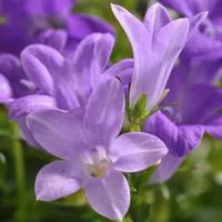 Campanula Muralis - Le pot de 10,5 cm