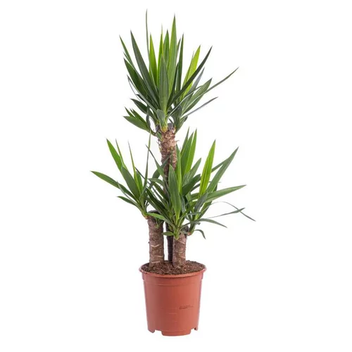 Yucca 3PP 60/30/20 pot Ø21xH105