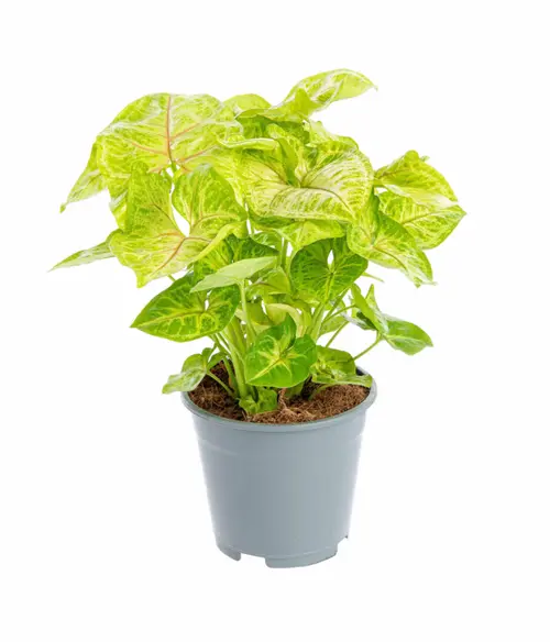 Syngonium doré jaune. Le pot Ø 14 cm