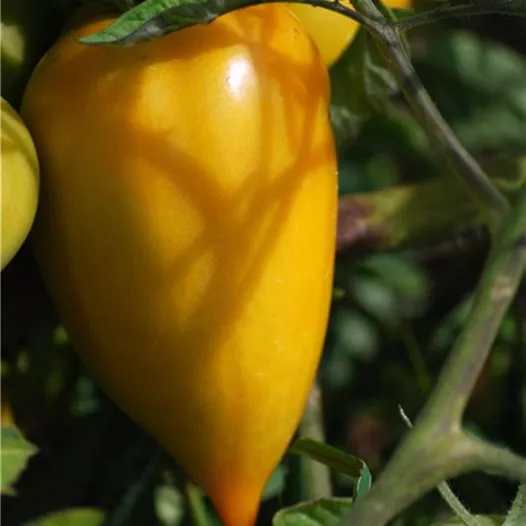 Tomate Poivron Jaune | Graines bio et reproductibles
