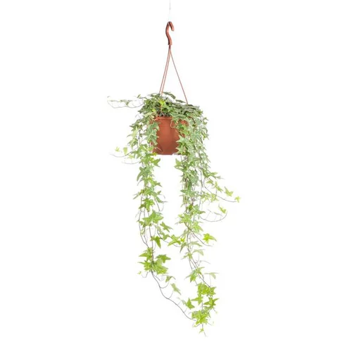 Hedera Kloster suspension Ø19xH100 cm