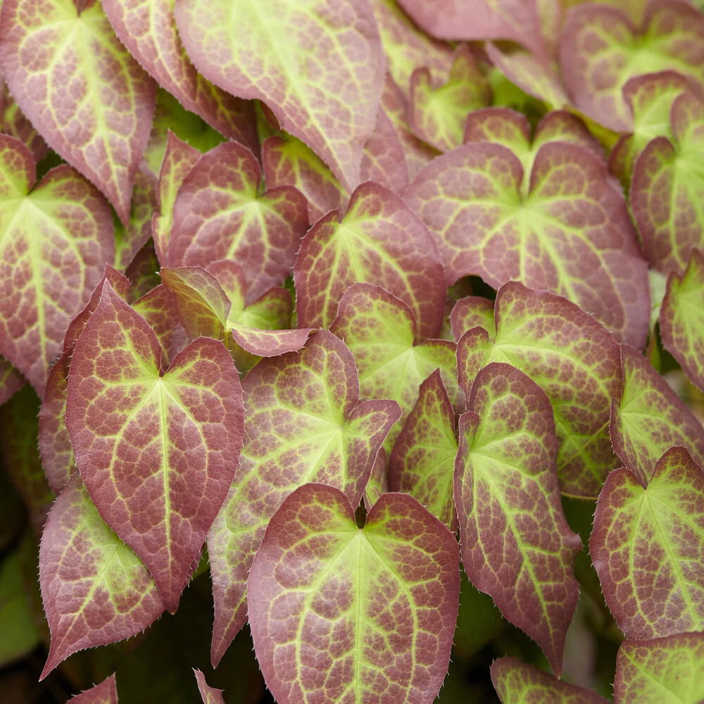 Epimedium rouge Epimedium rubrum