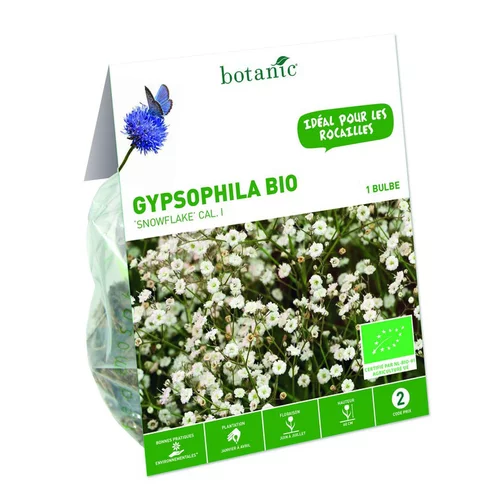 Gypsophile Paniculata Snowflake bio blanc botanic® - 1 bulbe