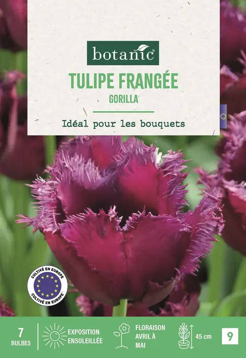 Bulbes de fleurs Tulipe frangée Gorilla pourpre botanic® - 7 bulbes