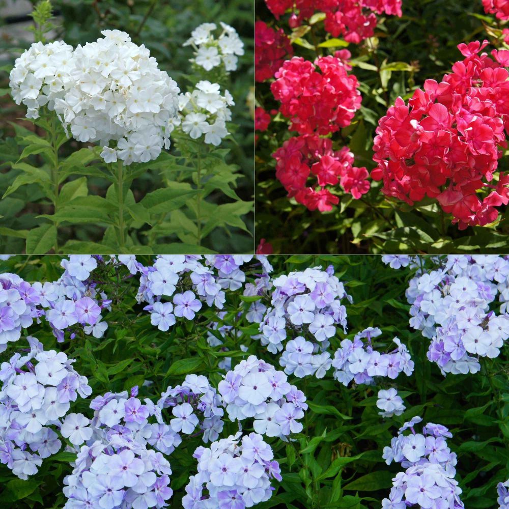 3 Phlox rouge, bleu, blanc en mélange Phlox paniculata