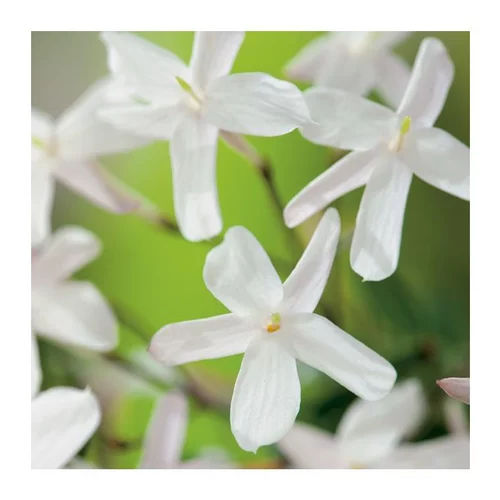 JASMIN POLYANTHUM. Le pot de 10 litres
