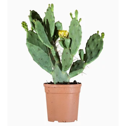 Opuntia Vulgaris (figuier de Barbarie) en pot de 2.8 L vert