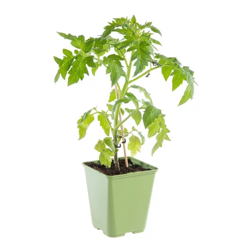 Plant Greffé De Tomate Coeur Cuor Die Bue Bio. Le pot de 9x9 cm