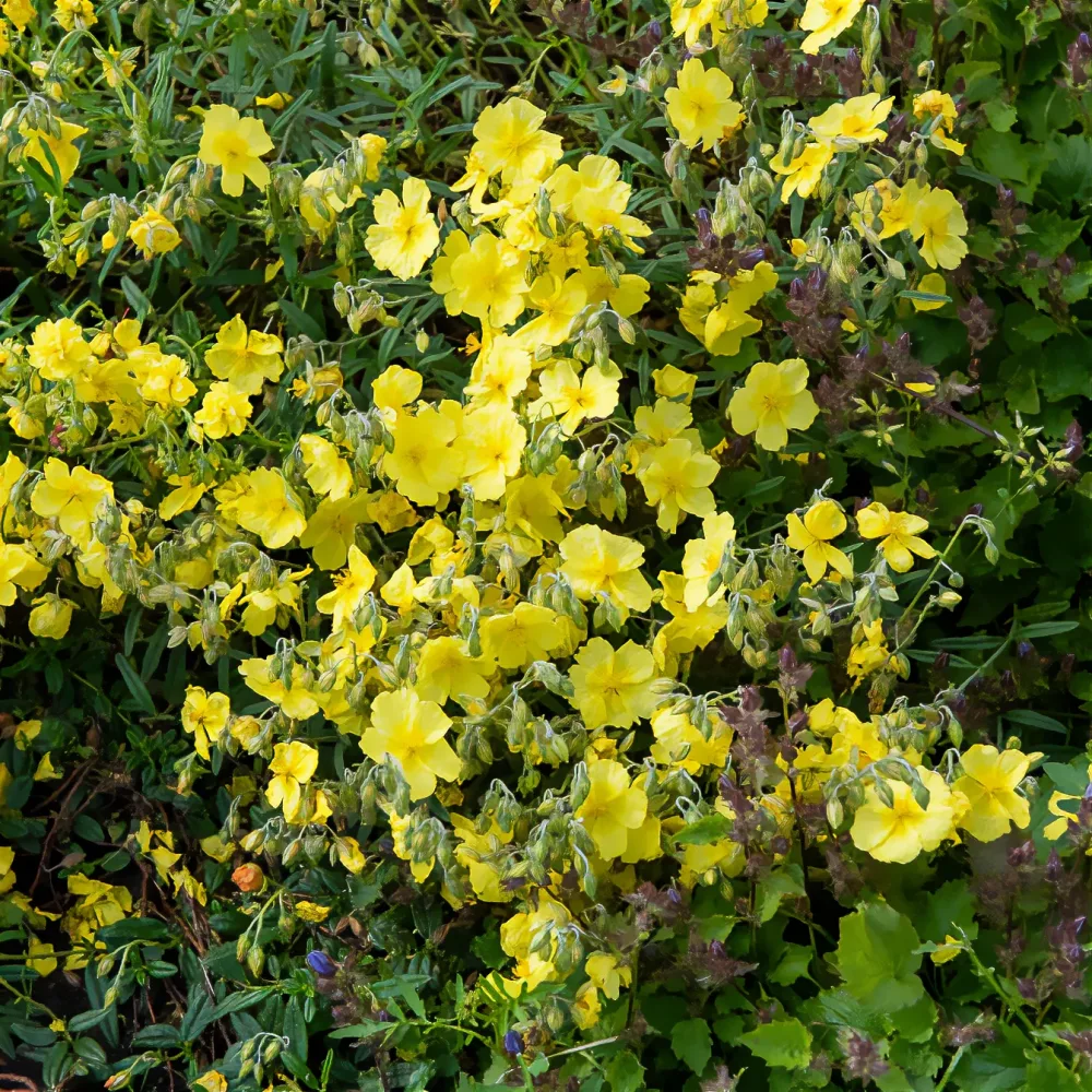 Hélianthème Golden Queen Helianthemum Golden Queen