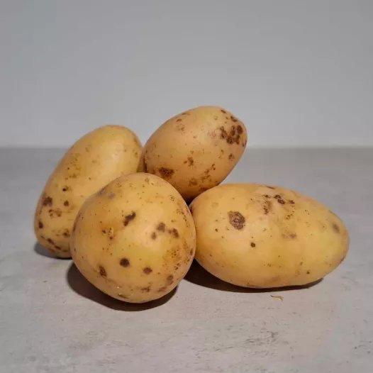 Plants pomme de terre Monalisa - 1kg *