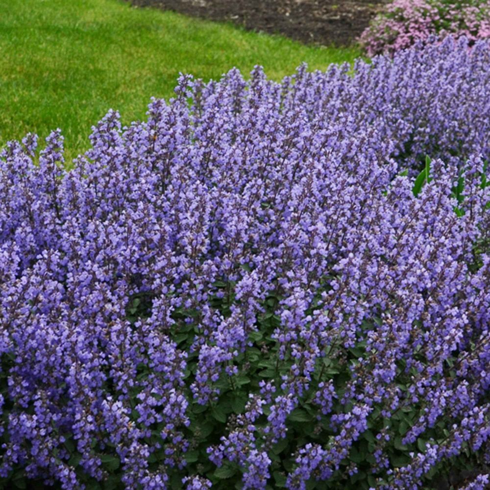 Nepeta Purrsian Blue Nepeta purrsian blue