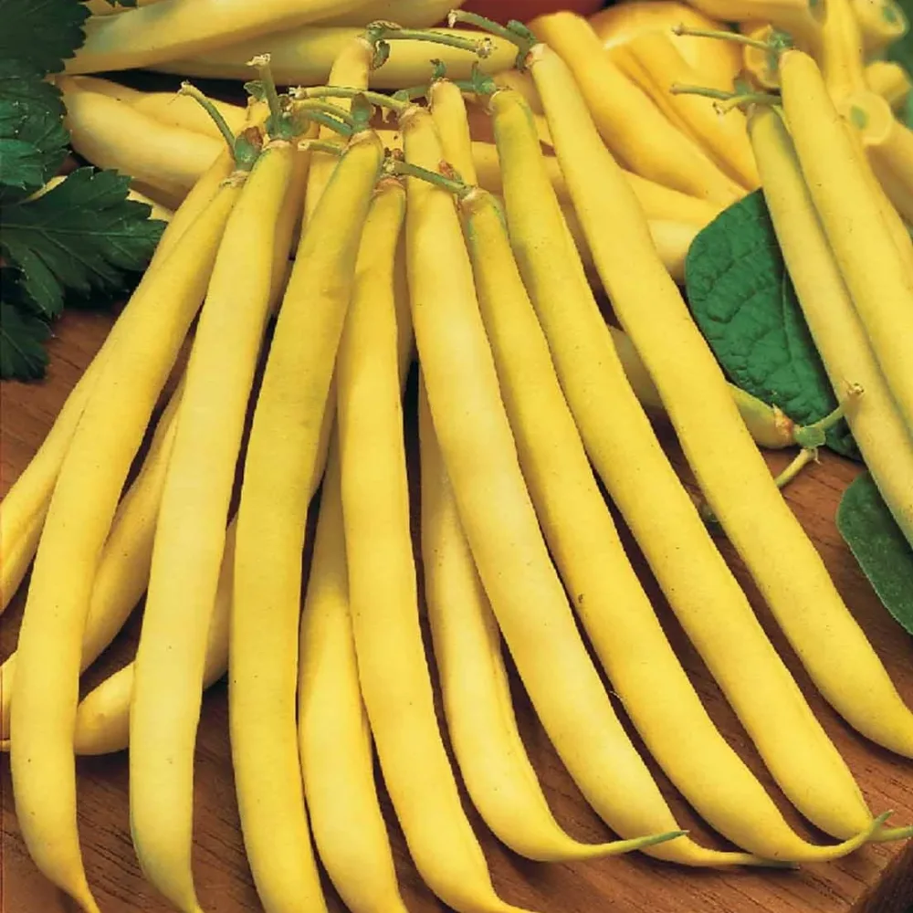 Haricot beurre nain Maxidor Phaseolus vulgaris Maxidor