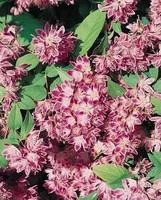 Deutzia Perle Rose – Pot de 5L