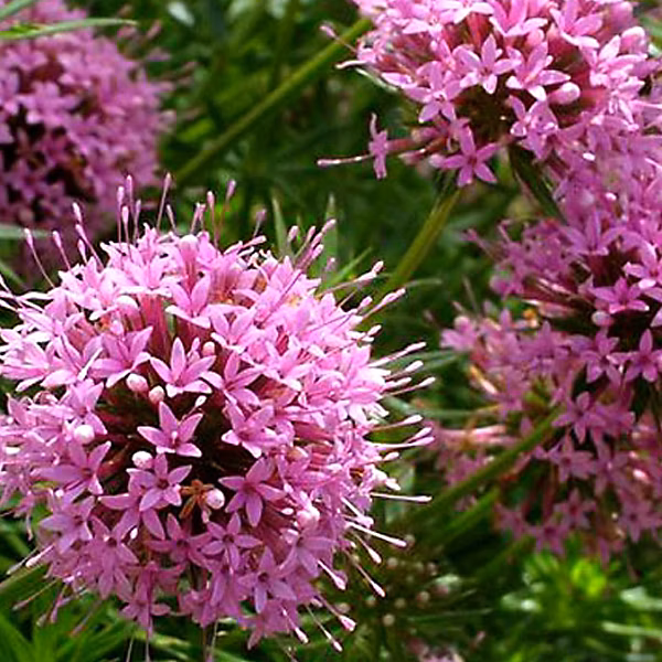 6 x Crucianelle – Phuopsis stylosa, godet 9cm x 9cm