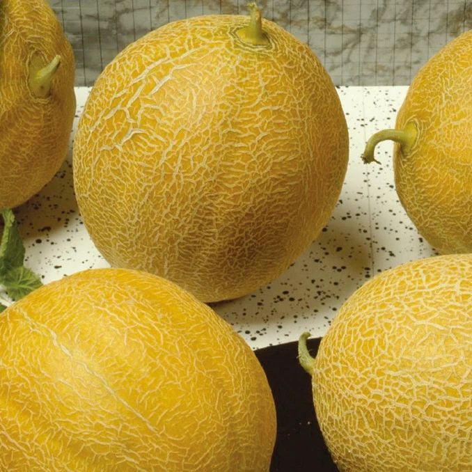 Melon sucrin Outdoor Wonder F1 Cucumis melo outdoor wonder f1