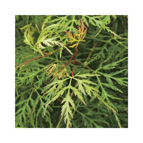 Erable du Japon (ACER PALMATUM DISSECTEUM 'Emerald Lace' ) Le pot de 30 litres