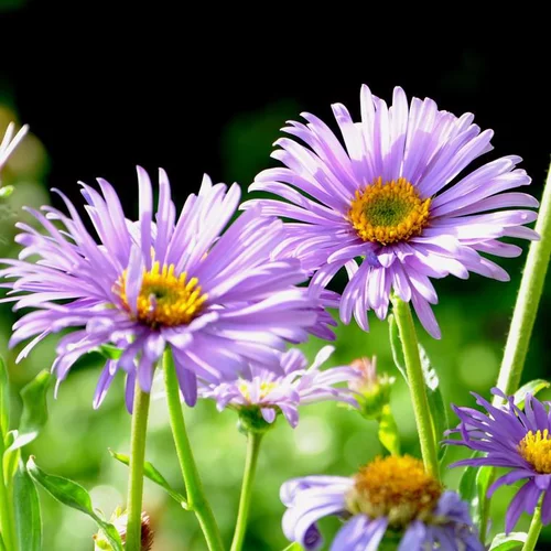 Aster des Alpes. Le pot de 2 litres
