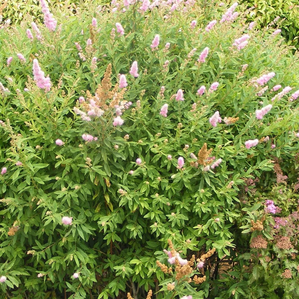 Spirée billiardii Spiraea x billardii