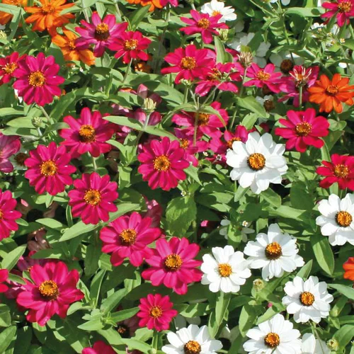 Zinnia à petites fleurs - Le pot de 4,5 litres