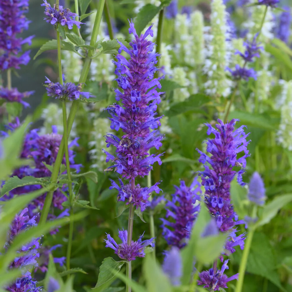 Agastache Blue Boa Agastache Blue Boa