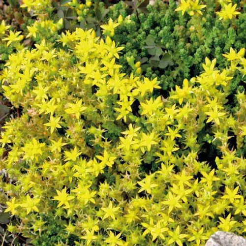 Sedum Acre - Le pot de 9 x 9 cm