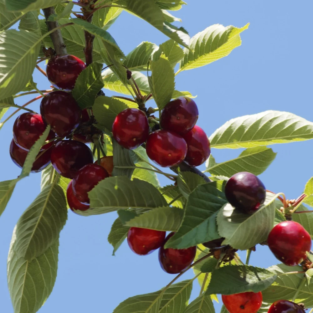 Cerisier Griotte de Montmorency Prunus avium griotte de montmorency