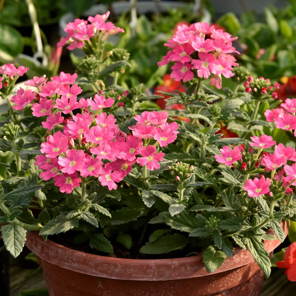 Verveine retombante rose Verbena pink
