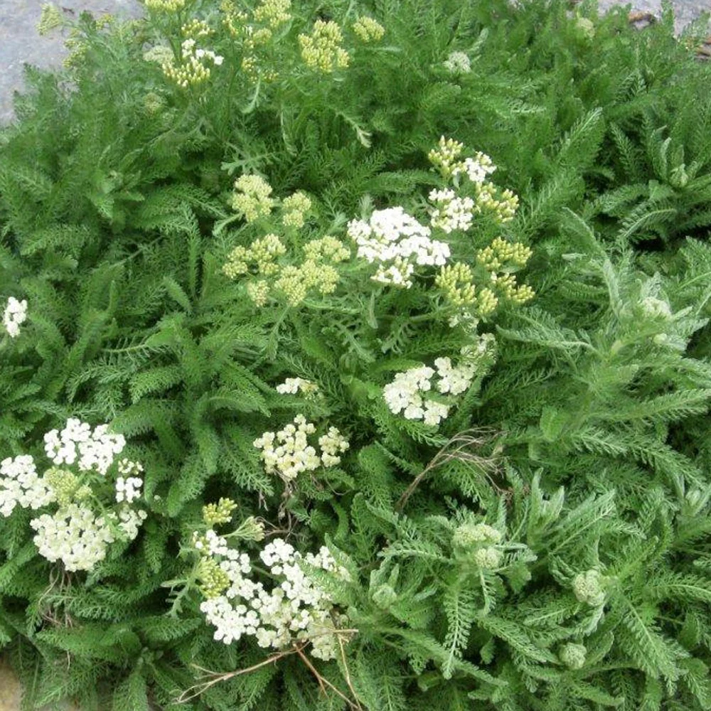 Achillés à feuilles de criste Achillea crithmifolia