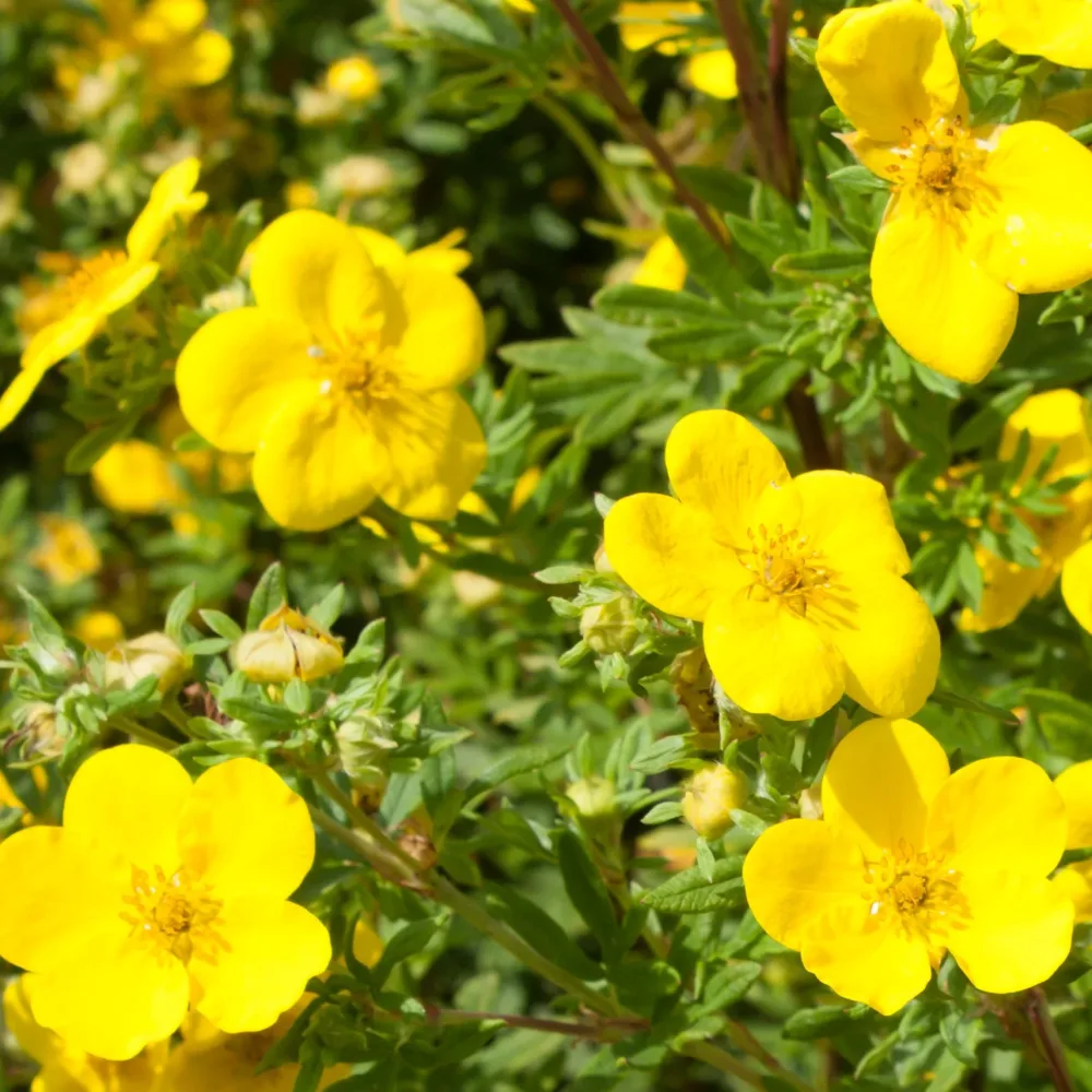 Potentille Goldfinger Potentilla fruticosa Goldfinger