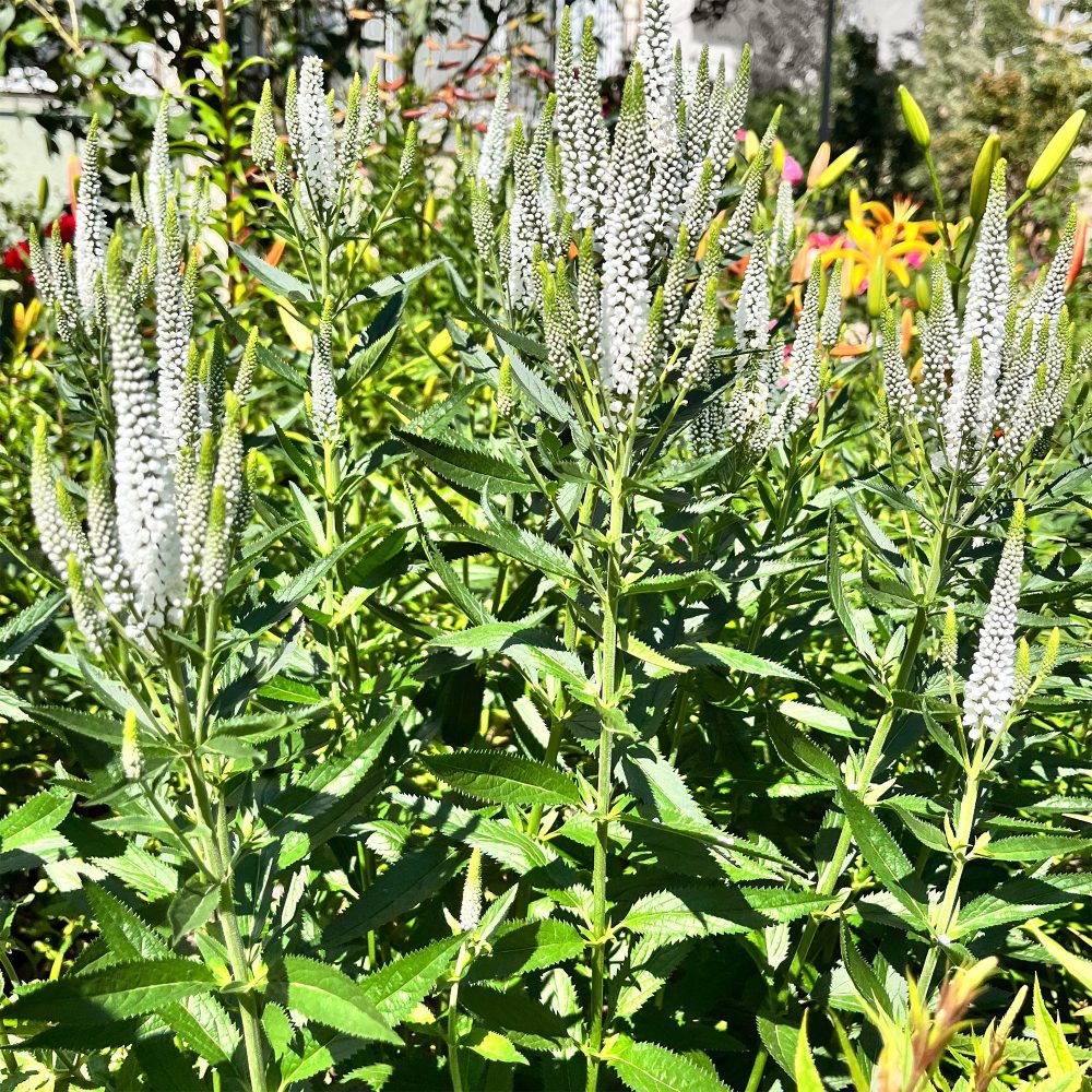 Véronique blanche à longues feuilles Schneeriesin Veronica longifolia Schneeriesin