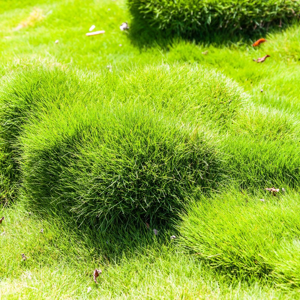 Zoysia tenuifolia - Gazon des Mascareignes Zoysia tenuifolia
