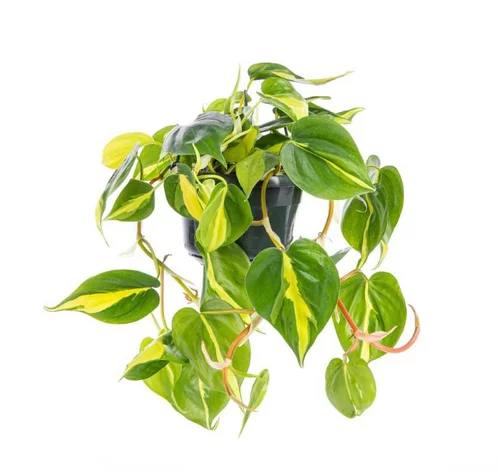 Plante philodendron Brasil TM - Ø 17 cm