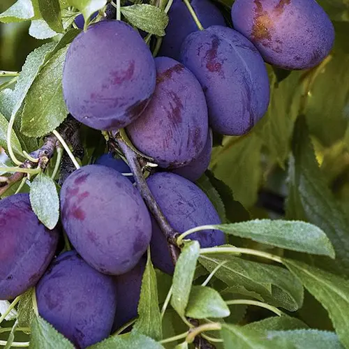 Prunier Quetsche d'Alsace coloris violet - 35 L