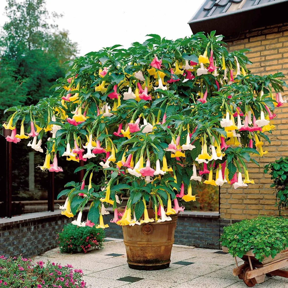 Brugmansia tricolore rose, blanc, jaune Brugmansia