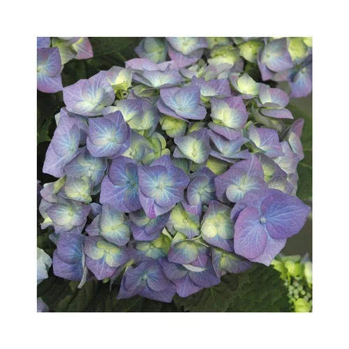 Hortensia. Le pot de 3 litres